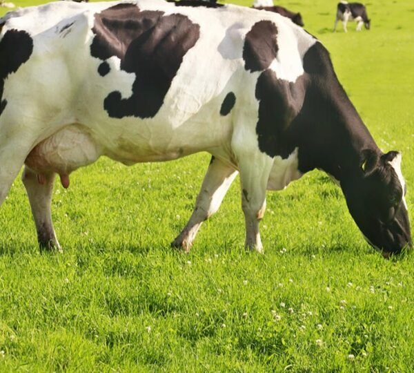 Vaches laitières